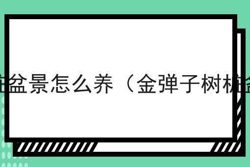 有哪些申请icp许可证的条件？一分钟告诉你！